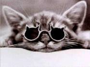 gatto occhiali sole